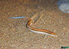 Ophiomorus tridactylus