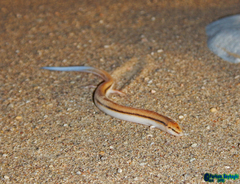 Ophiomorus tridactylus
