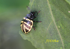 Platyphora flavozonata