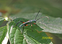 Callichroma sericeum