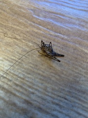 Tachycines asynamorus