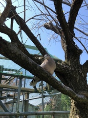 Streptopelia orientalis