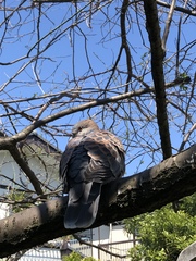 Streptopelia orientalis