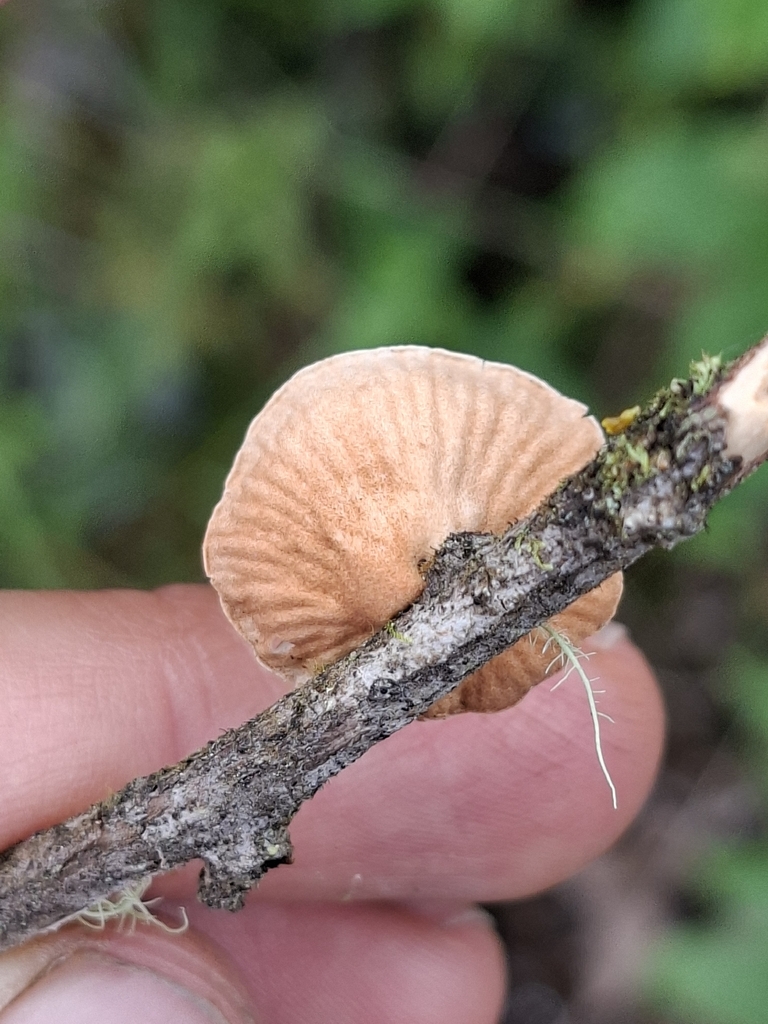 Chaetocalathus magnus
