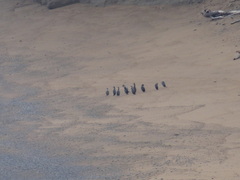 Phalacrocorax punctatus punctatus