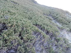 Juniperus sabina balkanensis