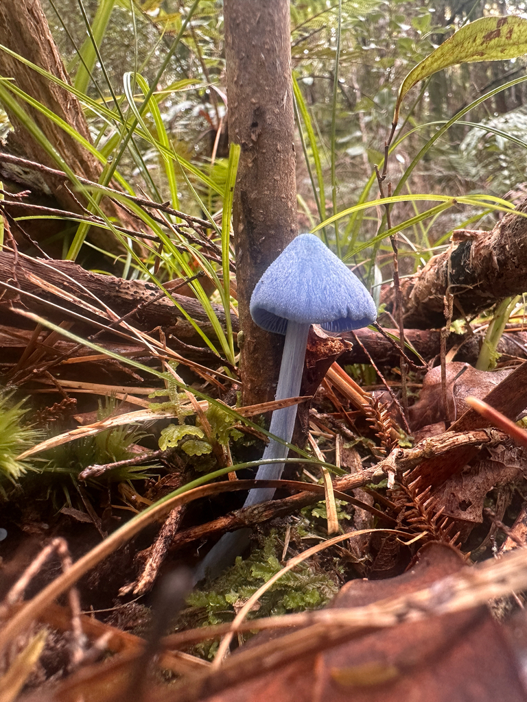 Entoloma hochstetteri · April 2026 · photo: © nicolamh (iNaturalist, CC)