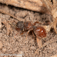 Meranoplus froggatti