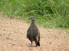 Geophaps scripta