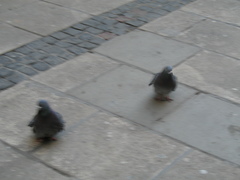 Columba livia domestica