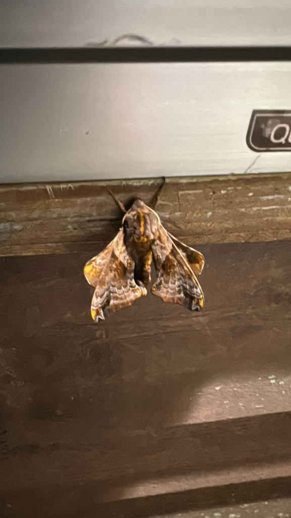 Small-eyed Sphinx from Nashville, IN, US on May 3, 2026 at 11:54 PM by ...