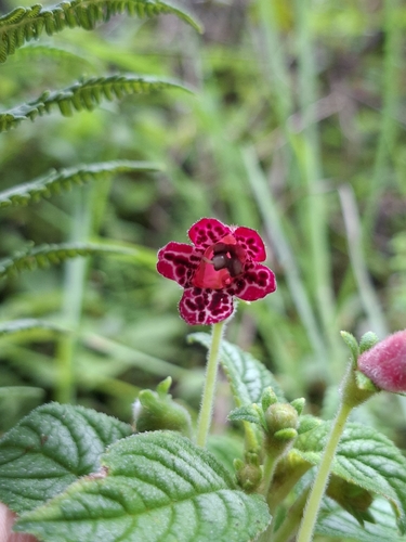 Kohleria inaequalis, photograph 5