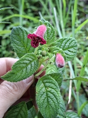 Kohleria inaequalis, photograph (c) Daniel Mesa, some rights reserved (CC BY)
