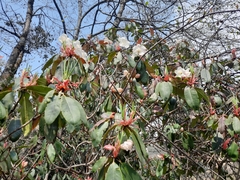 Rhododendron griffithianum