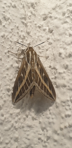 Striped Hawkmoth