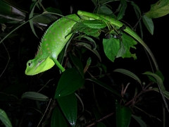 Bronchocela jubata