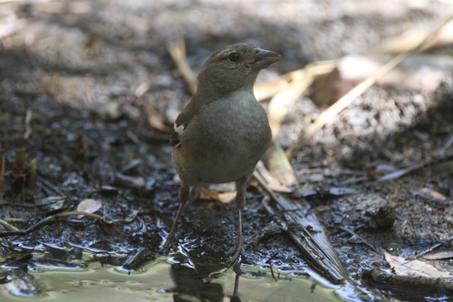 Fringilla spodiogenys africana