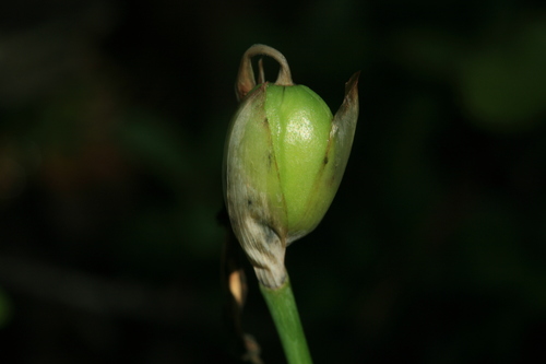 Iris uniflora