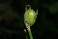 Iris uniflora