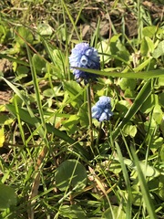Muscari azureum