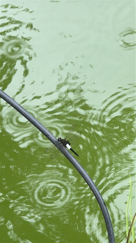 Pied Skimmer