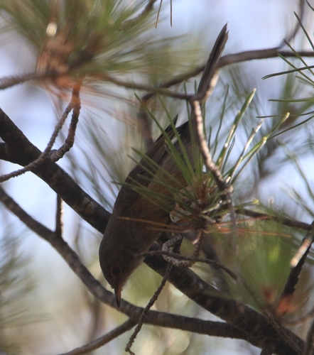 Tristram's Warbler