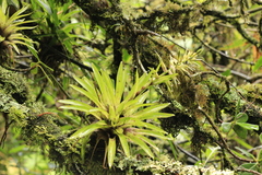 Tillandsia biflora, photograph author not stated, no rights reserved