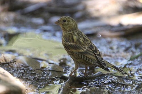 European Serin