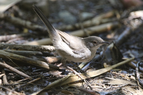 Sardinian Warbler