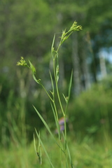Bupleurum scorzonerifolium