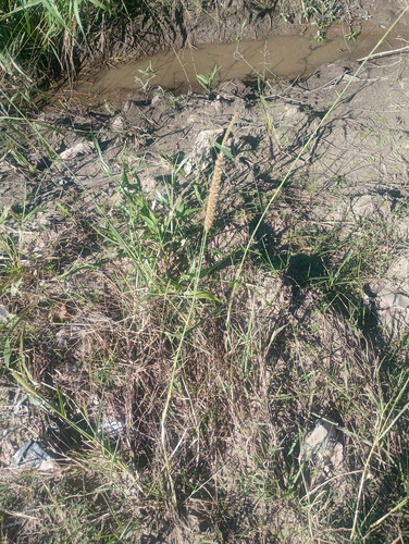 Cenchrus myosuroides observed 2026-05-11