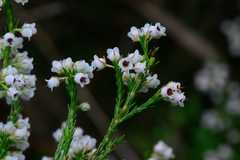 Erica margaritacea