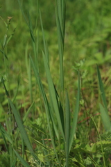 Bupleurum scorzonerifolium