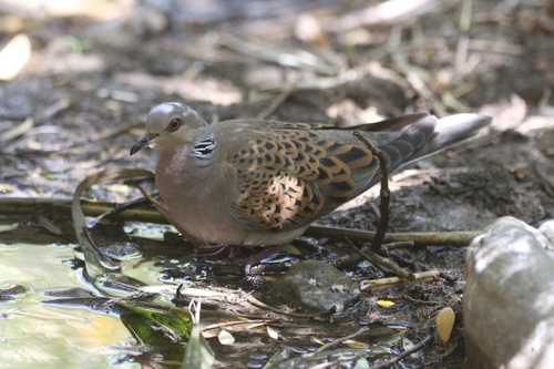 European Turtle-Dove