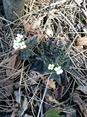 Arabidopsis arenosa arenosa