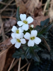 Arabidopsis arenosa arenosa