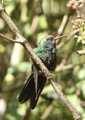 Riccordia swainsonii