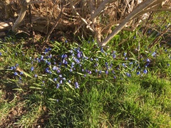 Scilla siberica