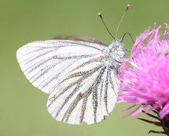Pieris bryoniae