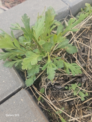absinthe wormwood