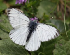Pieris bryoniae