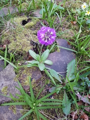 Primula denticulata