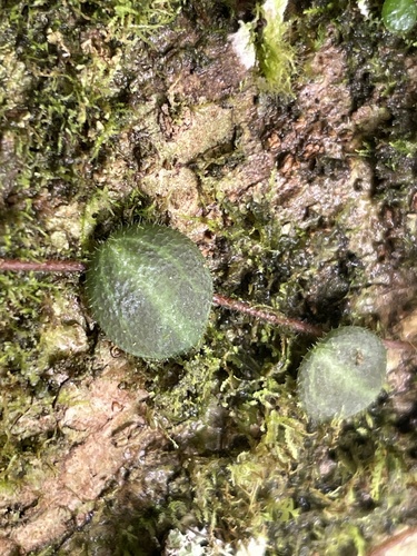 Peperomia cogniauxii