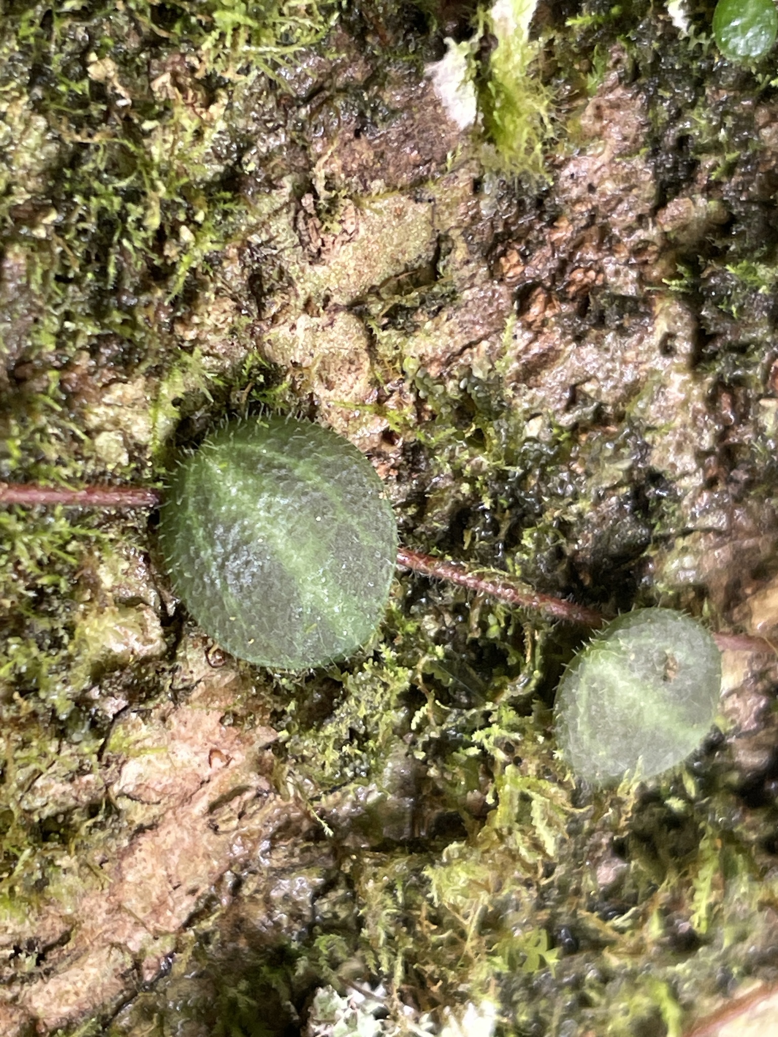 Peperomia cogniauxii