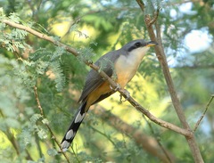 Coccyzus minor