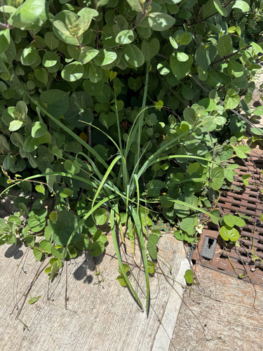 Cyperus javanicus observed 2026-05-12