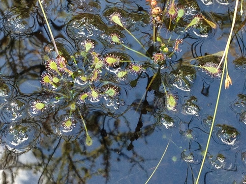 iNaturalist observation photo of Sundews