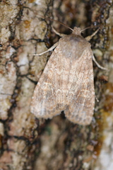 Lithophane semiusta