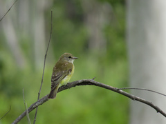 Microeca flavigaster