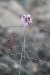 Dryopetalon runcinatum